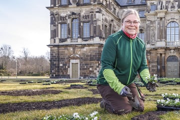 Dresden: Tausende Stiefmütterchen, Tulpen und Narzissen: Im Großen Garten ist der Frühling eingezogen