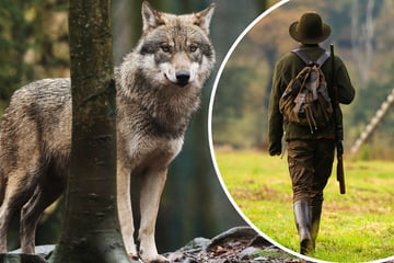 Immer mehr Jägerinnen in Sachsen: Frauen mischen sich in Wolf-Debatte ein