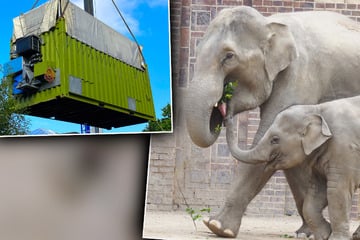 Trauriger Abschied: Zoo Leipzig hat jetzt zwei Elefanten weniger