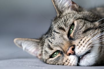 Tödliches Virus geht unter Katzen um: Tierheim lässt äußerste Vorsicht walten