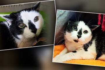 Katzen-Omi faucht und knurrt aus traurigem Grund: Wer akzeptiert sie und ihre Macken?