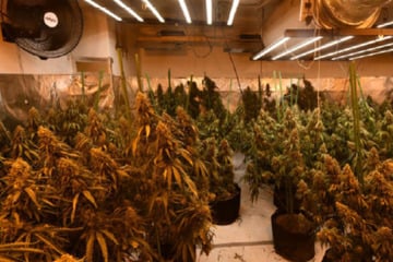 Indoorplantage entdeckt: Drei Männer hinter Gittern