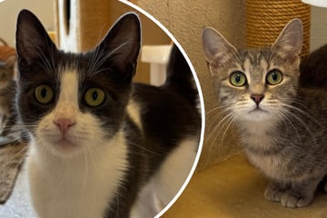 Katzen-Schwestern völlig verstört abgegeben: Wer gibt Moni und Milanese eine Chance?