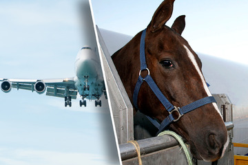 Pferd macht Sachen: Jumbojet muss wegen tierischen Passagiers umdrehen