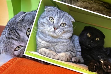 Kuschel-Brüder tragen große Bürde und suchen gemeinsames Zuhause