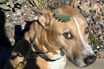 Stacheliges Missgeschick: Hund wird unfreiwillig zum Internetstar