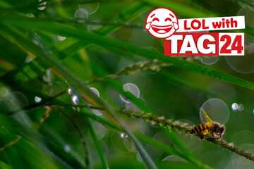 Joke of the Night for July 28, 2025: A buzzing joke to get your funny on