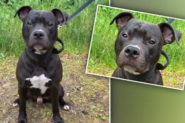 "Schlichtweg das Allerletzte": Mann lässt Hund im Tierheim zurück und verschwindet