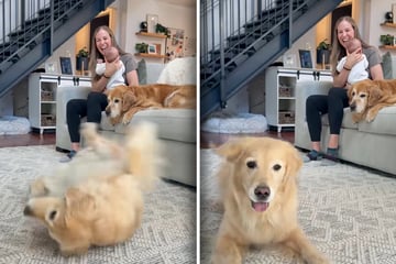 Golden Retriever hört Song: Wie er darauf reagiert, lässt kein Auge trocken
