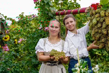 XXL-Traube macht Radebeuler Weinfest fruchtbar
