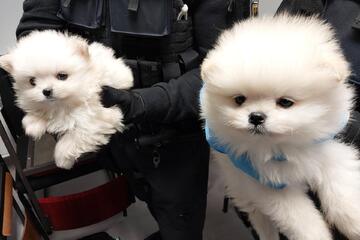 Hundewelpen bei Einreise an Grenze sichergestellt