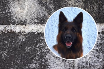 Tierbesitzer aufgepasst! Das ist bei Neuschnee wichtig