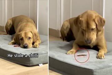 Labrador beißt in sein Leckerli: Seine Reaktion bringt (fast) alle zum Lachen