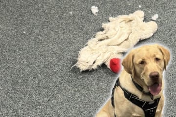 Plüsch-Krimi im Polizeirevier: Ermittler nehmen eigenen Kollegen ins Visier