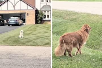 Golden Retriever neighbors' "love story" has TikTok swooning!