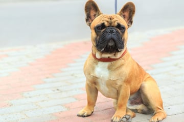Entführte Bulldogge "Teddy" wiedergefunden: Polizei schnappt dreisten Dieb