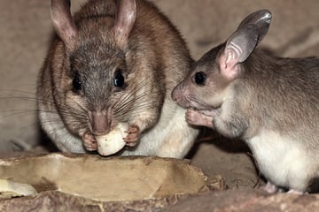 Kölner Zoo: Kleiner Neuzugang mit großer Bedeutung
