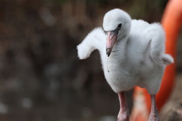 Zuwachs für den Zoo: Süße Flamingo-Küken geschlüpft!