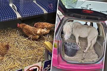 Tierischer Jahresrückblick: Das waren die kuriosesten und rührendsten Geschichten aus NRW