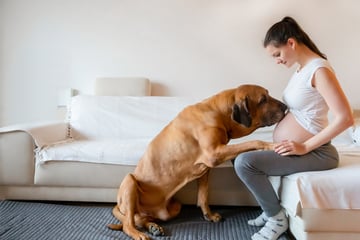 Fakt oder doch Mythos: Spüren Hunde eine Schwangerschaft?