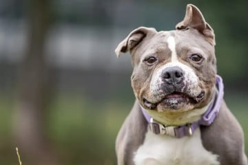 Sie wurde gefunden und sitzt seitdem im Tierheim: Wer schenkt Pummel ein Happy End?