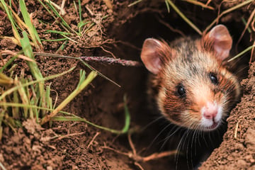 Leipzig: Zurück auf dem Acker: Bedrohte Tierart in Nordsachsen ausgewildert