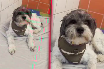 Dog returned to shelter after just 10 minutes in heartbreaking rejection