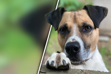 Hochintelligenter Hund sitzt seit 6 Jahren im Tierheim fest: Darum will ihn niemand