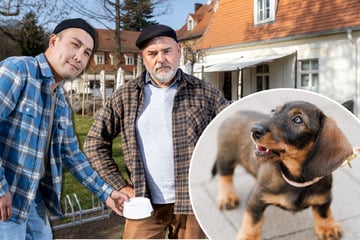 Dackel-Drama im Ausflugslokal: Hund beißt Kellner und Chef