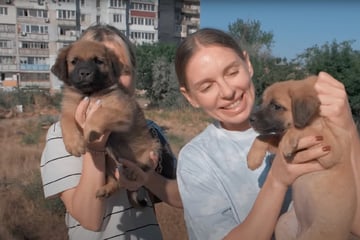 Frauen retten Welpen in Ukraine: Als sie tags darauf die Mutter suchen wollen, folgt der Schock