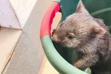 Zucker-Schock im Zoo: Putziges Wombat-Baby bringt alle Herzen zum Schmelzen