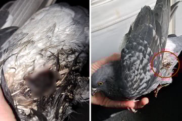 Taube angeschossen: PETA setzt Belohnung auf Tierquäler aus