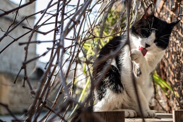 Beliebter Urlaubsort versinkt im Katzenproblem: Regierung zieht Konsequenzen