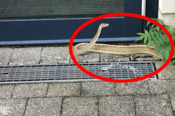 Schlangenalarm in Mainz: Königspython bewacht Hauseingang