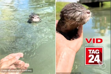 Viral Video of the Day for November 28, 2024: Adorable baby otter gets swimming lesson from TikToker in viral clip!