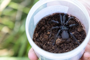 New monster-sized subspecies of world's deadliest spider discovered in Australia