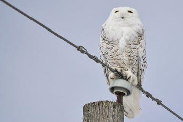 Dozens of new migratory species win international protection amid threats of extinction