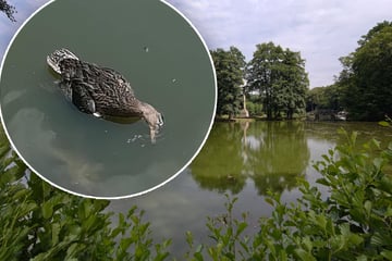 Mysteriöses Entensterben in Sachsen: Was ist hier los?