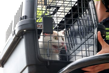 Chemnitz: Katze verirrt sich auf Dach in Chemnitz: Feuerwehr rettet Tier mit Drehleiter