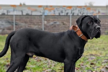 Marlin sucht ein Zuhause: Wer hat ein Herz für den sanften Riesen?