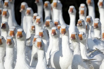 Wegen Vogelgrippe: Erstes Bundesland verhängt Stallpflicht