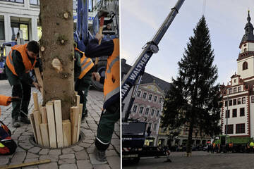 Der Chemnitzer Weihnachtsbaum ist da!