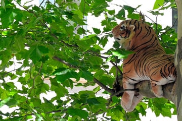 Leipzig: Tiger chillt in Leipziger Baum: Stadt "unterstützt dauerhafte Ansiedlung"