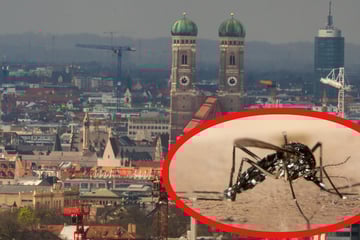 München: Gefährlicher Moskito breitet sich in München aus: Zwei Stadtteile bereits betroffen!
