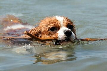 5 Dinge, auf die man achten sollte, wenn der Hund im Wasser ist