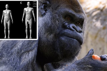 Es kommt doch auf die Größe an: Wissenschaftliches Experiment liefert eindeutige Ergebnisse