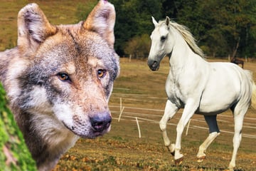 Wölfe: Wolfs-Attacken spitzen sich zu: Angriff auf Lipizzaner-Fohlen und Flucht mit Hund im Maul