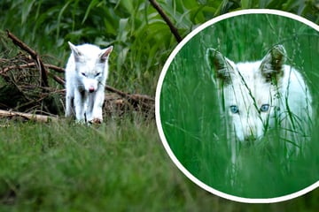 Polarfuchs in Bayern? Absolute Seltenheit in freier Wildbahn entdeckt