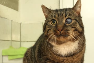 "Tierisch Tierisch": Fellnase wartet auf neues Zuhause, aber ohne Artgenossen