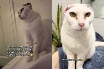 Cat has heart-shattering reaction when she realizes her ears have been amputated: "Poor Yuki"